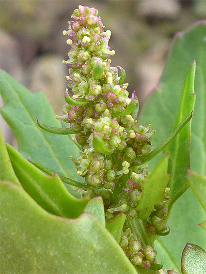 Elongated flower cluster