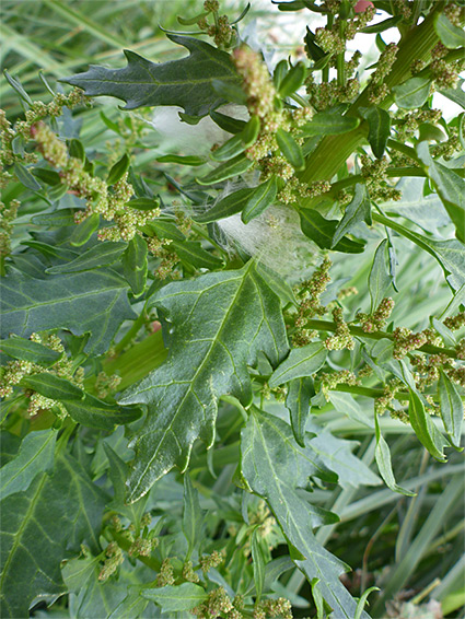 Toothed leaves