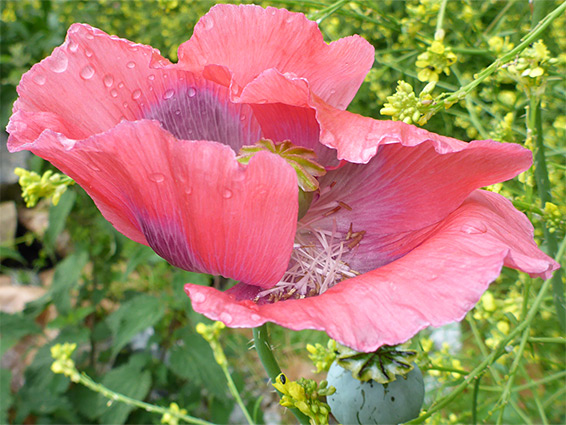 Uneven petals