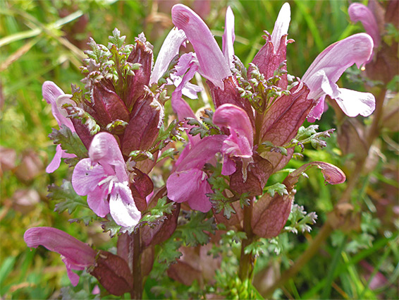 Two flowering stems