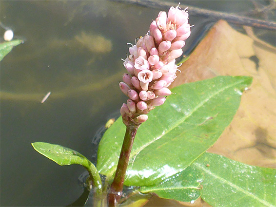 Pale pink flowers