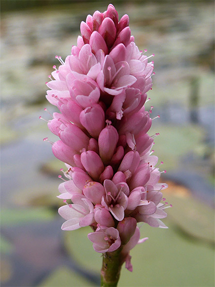 Developing inflorescence