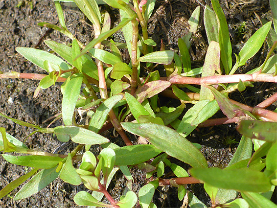 Prostrate stems