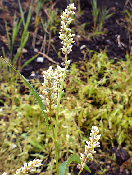 Branched inflorescence