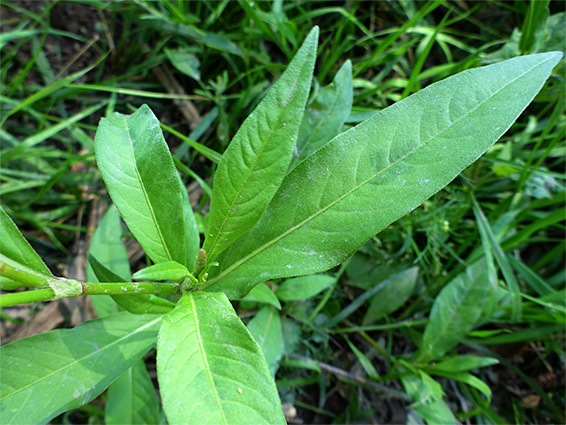 Lanceolate leaves