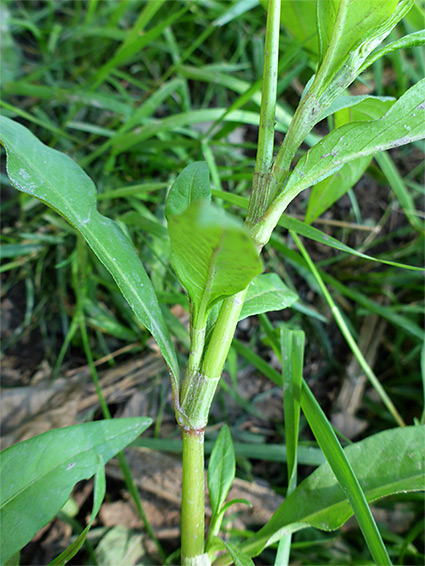 Zig-zag stem