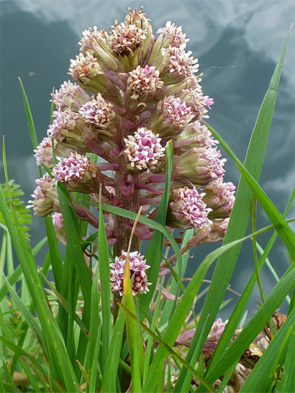 Plant in long grass