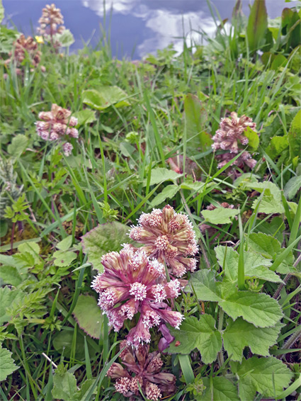 Plants by a canal