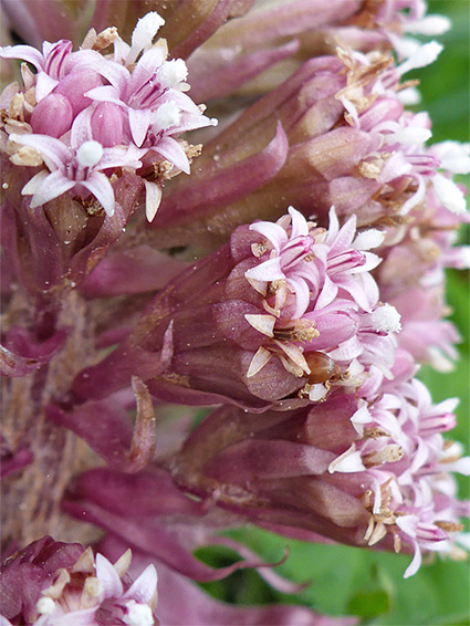 Pale pink florets