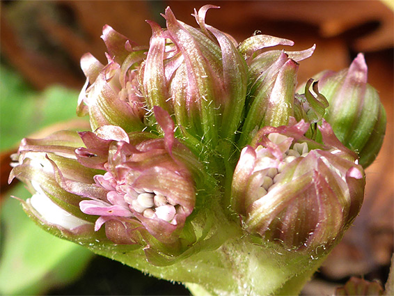 Flowerheads and bracts