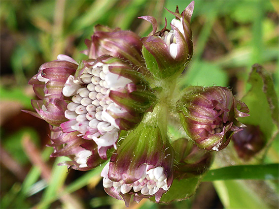 Clustered florets