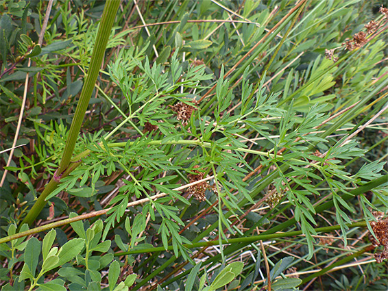 Pinnate leaf