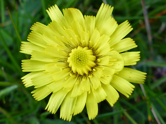 Yellow flowerhead