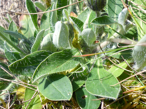 Hairy leaves