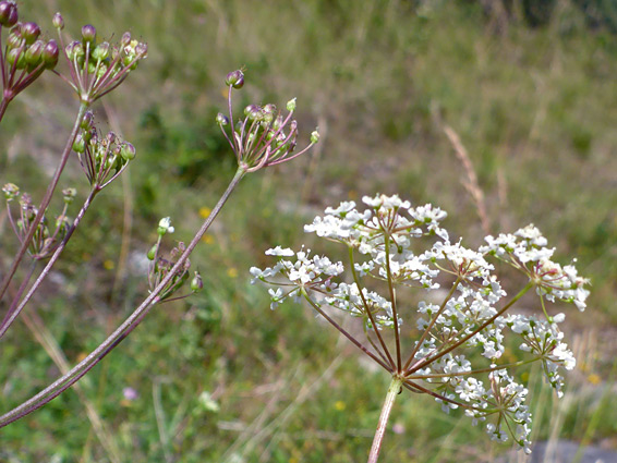 Flowerheads