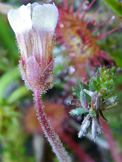 White-tipped petals