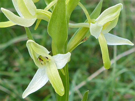 Pale yellow flowers