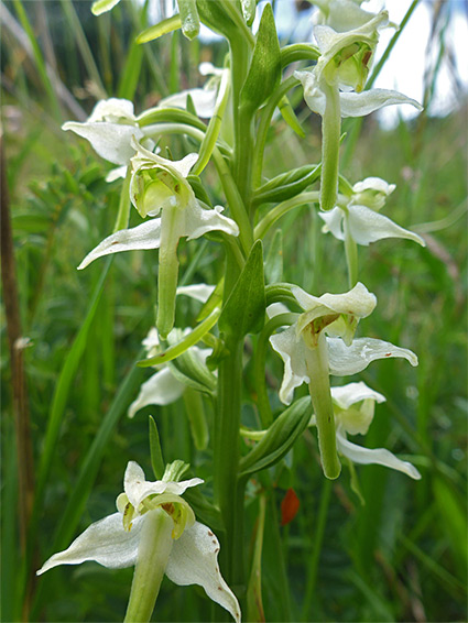 Bracted inflorescence