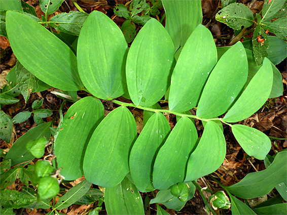 Ovate leaves