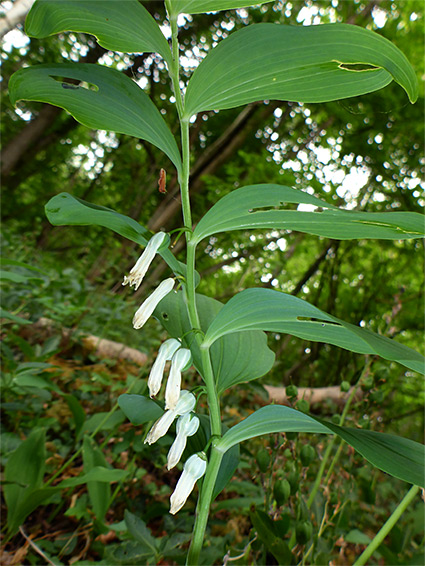 Leaves and flowers