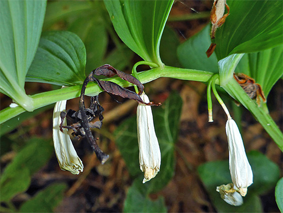 Withered flowers