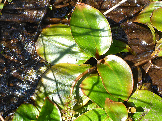 Shiny, ovate leaves