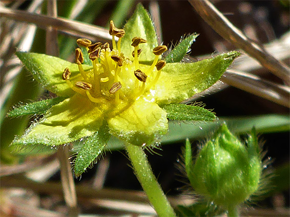 Petal-less flower