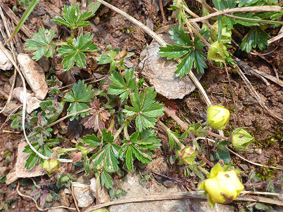 Leaves and stems