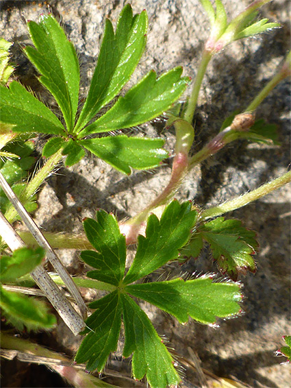 Two leaves