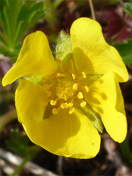 Yellow petals