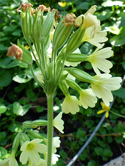 Inflorescence