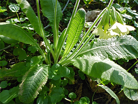 Basal leaves