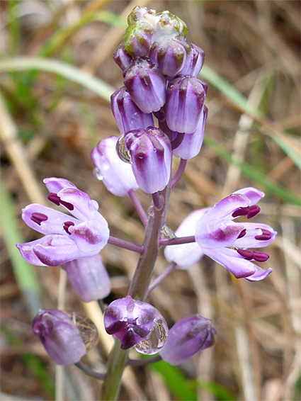 Buds and flowers