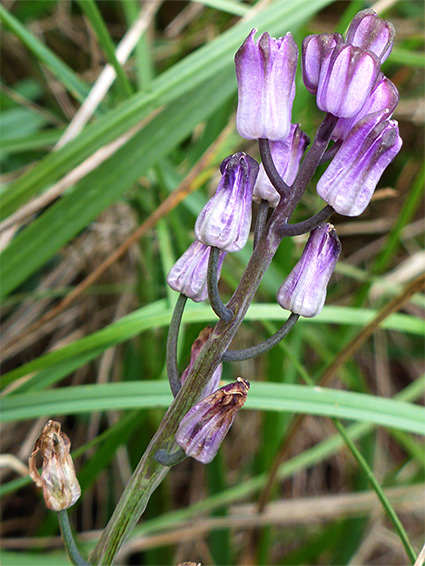 Ascending pedicels