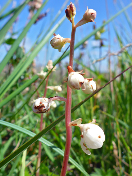 Developing flowers