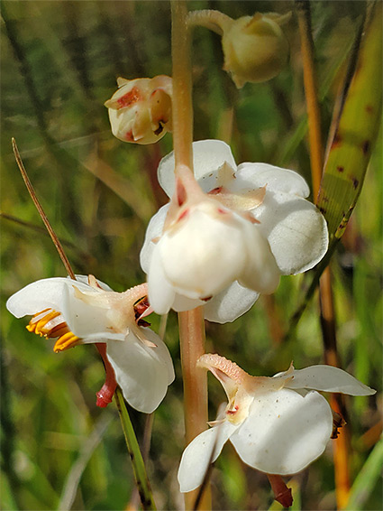 Inflorescence