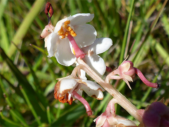 Pendent flowers