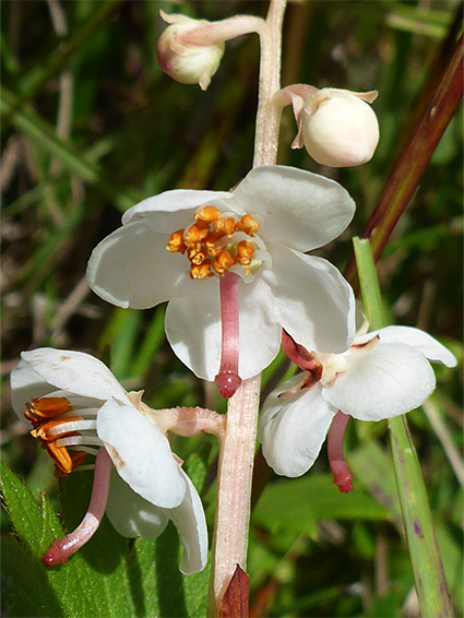 Buds and flowers