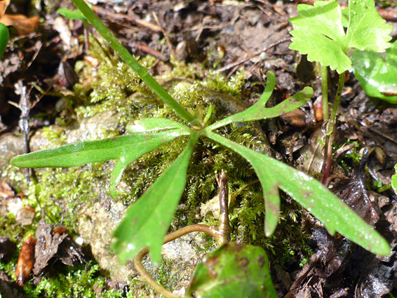 Leaves