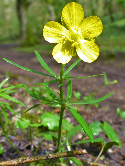 Single flower