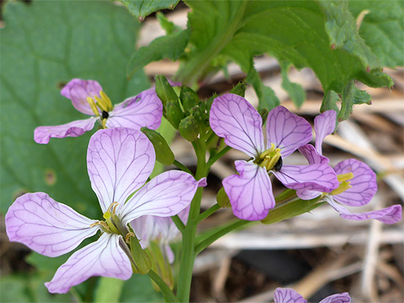 Leaves and flowers