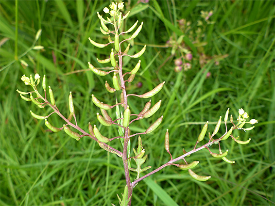 Short, spreading fruits