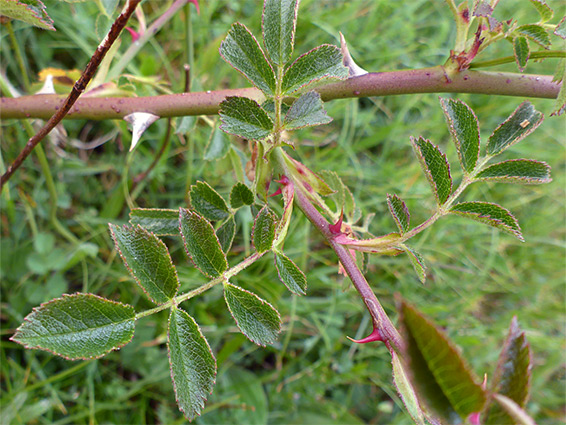 Stems and leaves