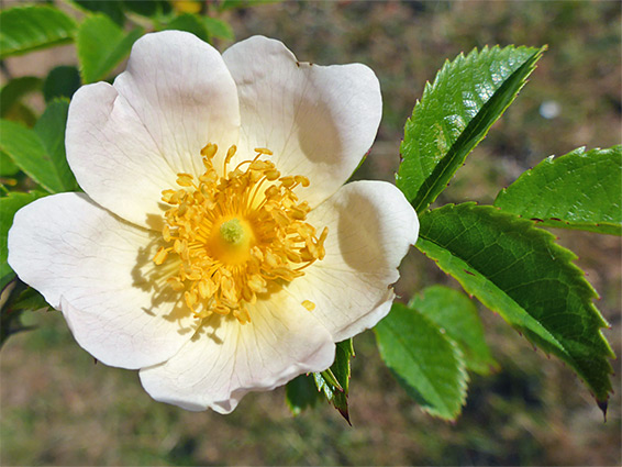 White petals