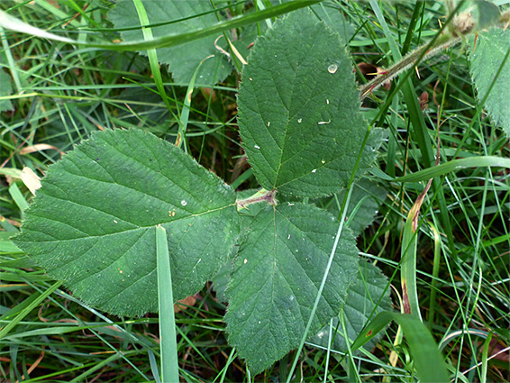 Compound leaf