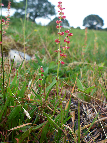 Flowering stems