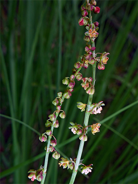 Two stems