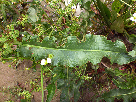 Wavy-edged leaf