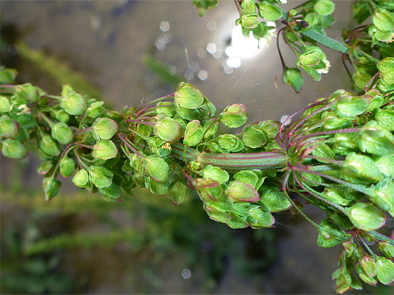 Whorled flowers