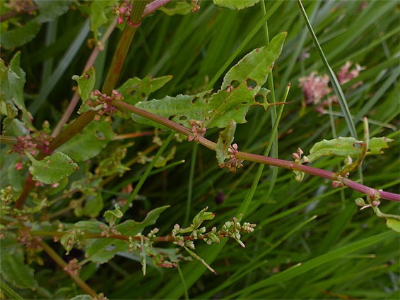 Spreading branches